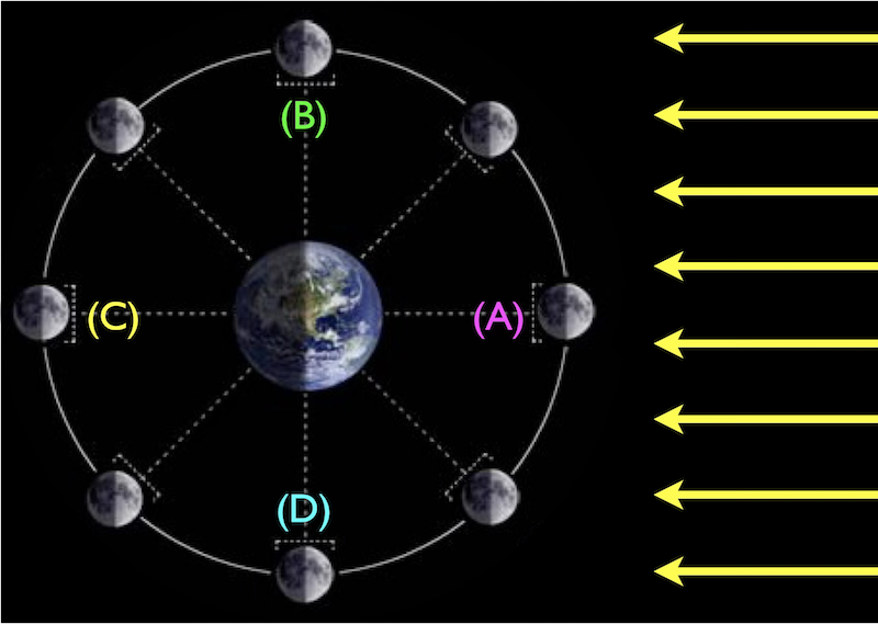 eight moon positions around the Earth, with sunlight coming from the right. (A) is farthest right. (B) is top. (C) is farthest left. (D) is bottom.
