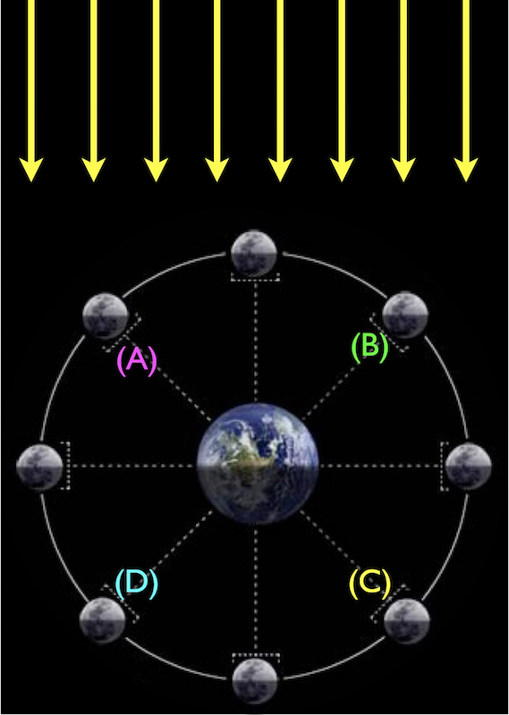 eight moon positions around the Earth, with sunlight coming from the top. From Earth, (A) diagonal upper left. (B) diagonal upper right. (C) is diagonal lower left. (D) is diagonal lower right.